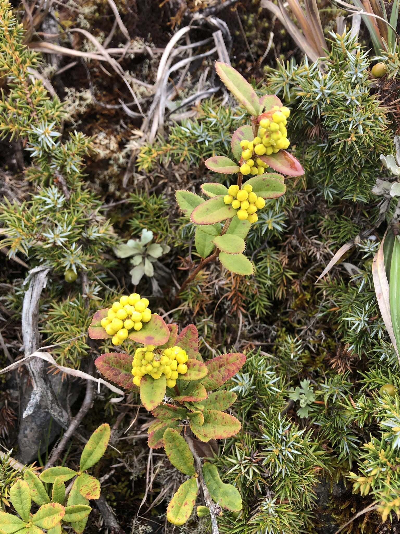 Image of Berberis schaaliae C. C. Yu & K. F. Chung