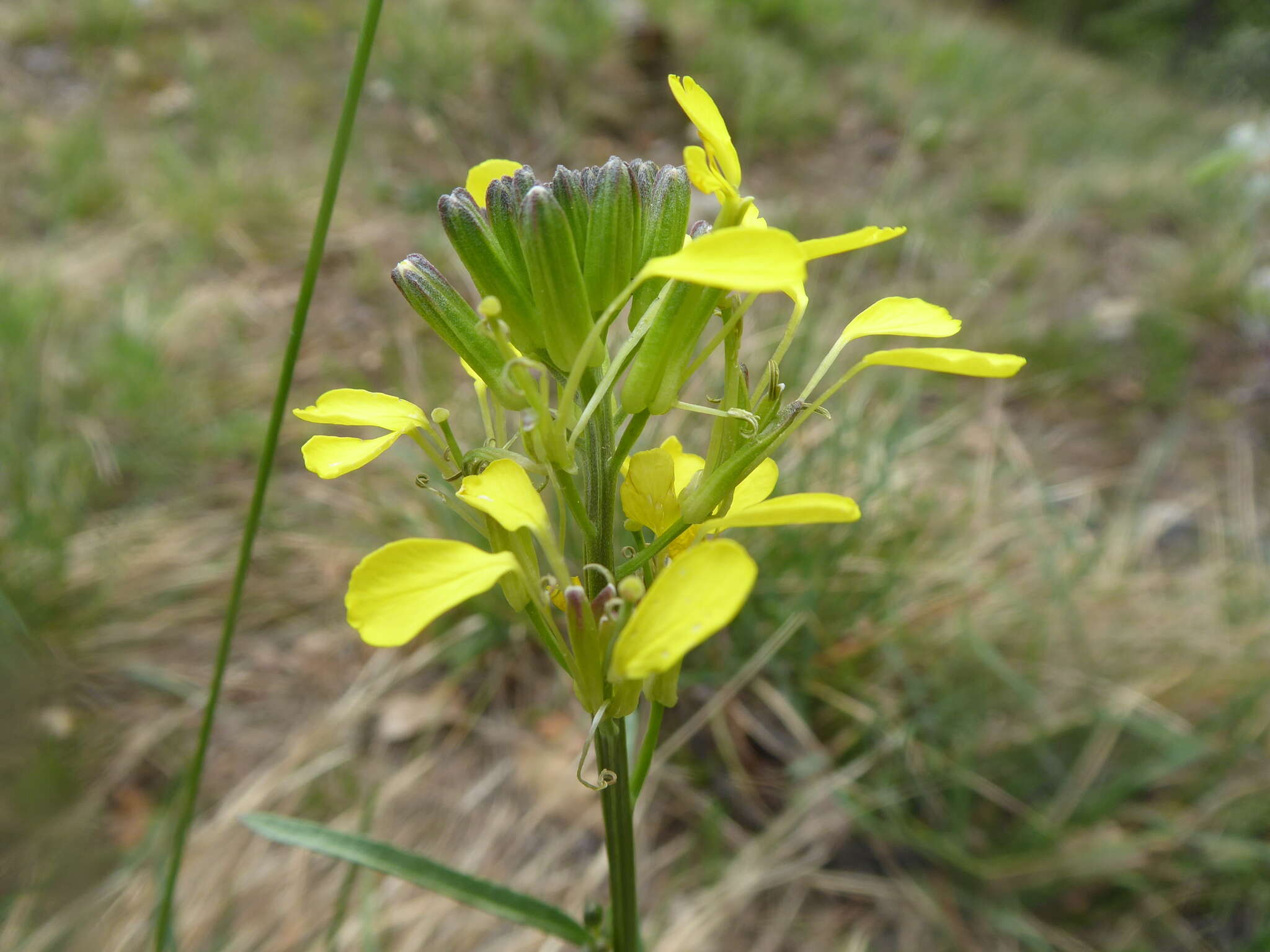 Image of Erysimum sylvestre (Crantz) Scop.