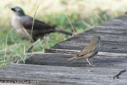 Imagem de Melanospiza bicolor (Linnaeus 1766)