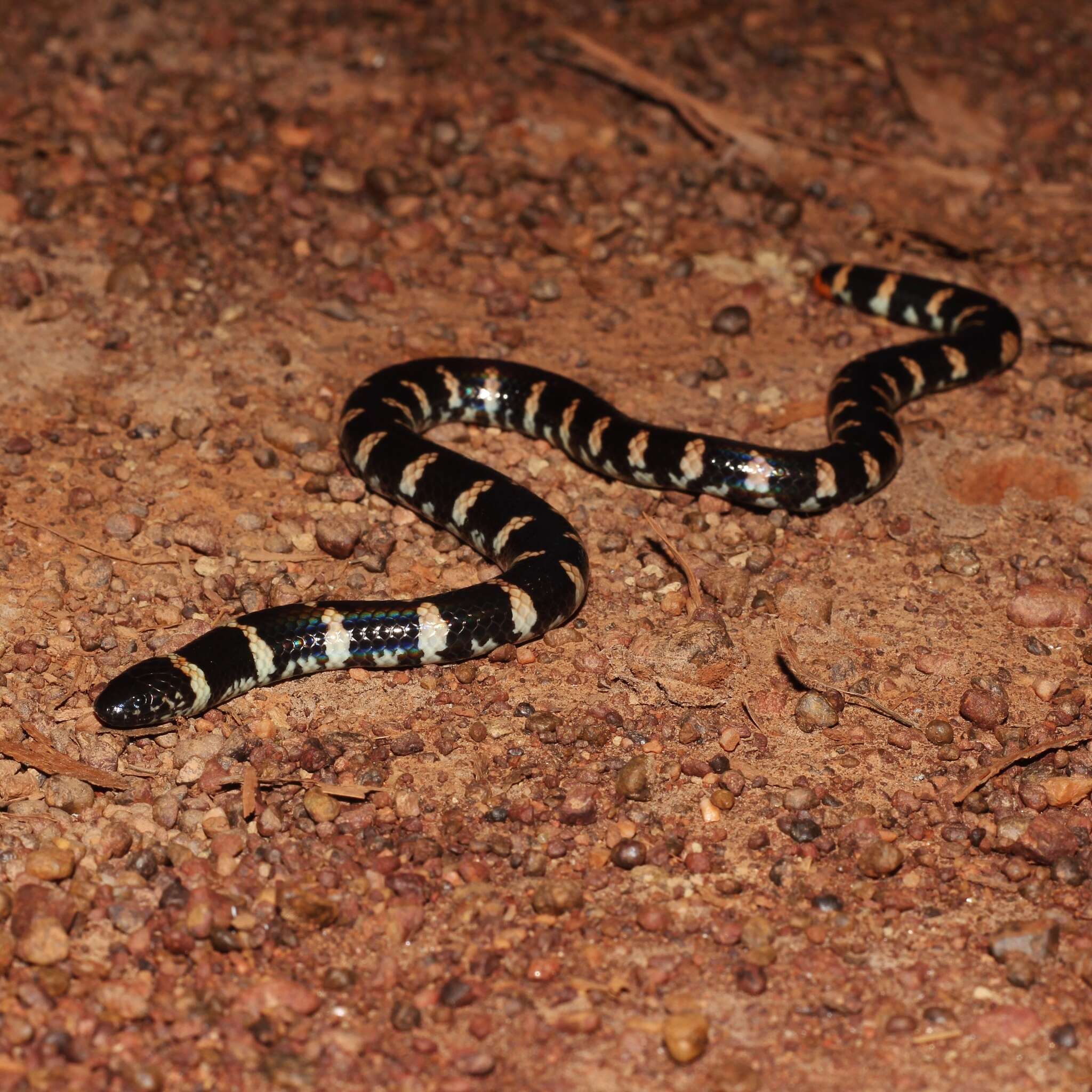 Plancia ëd Cylindrophis jodiae Amarasinghe, Ineich, Campbell & Hallermann 2015