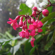 Image of Fuchsia