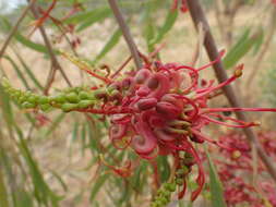 Image of Grevillea heliosperma R. Br.