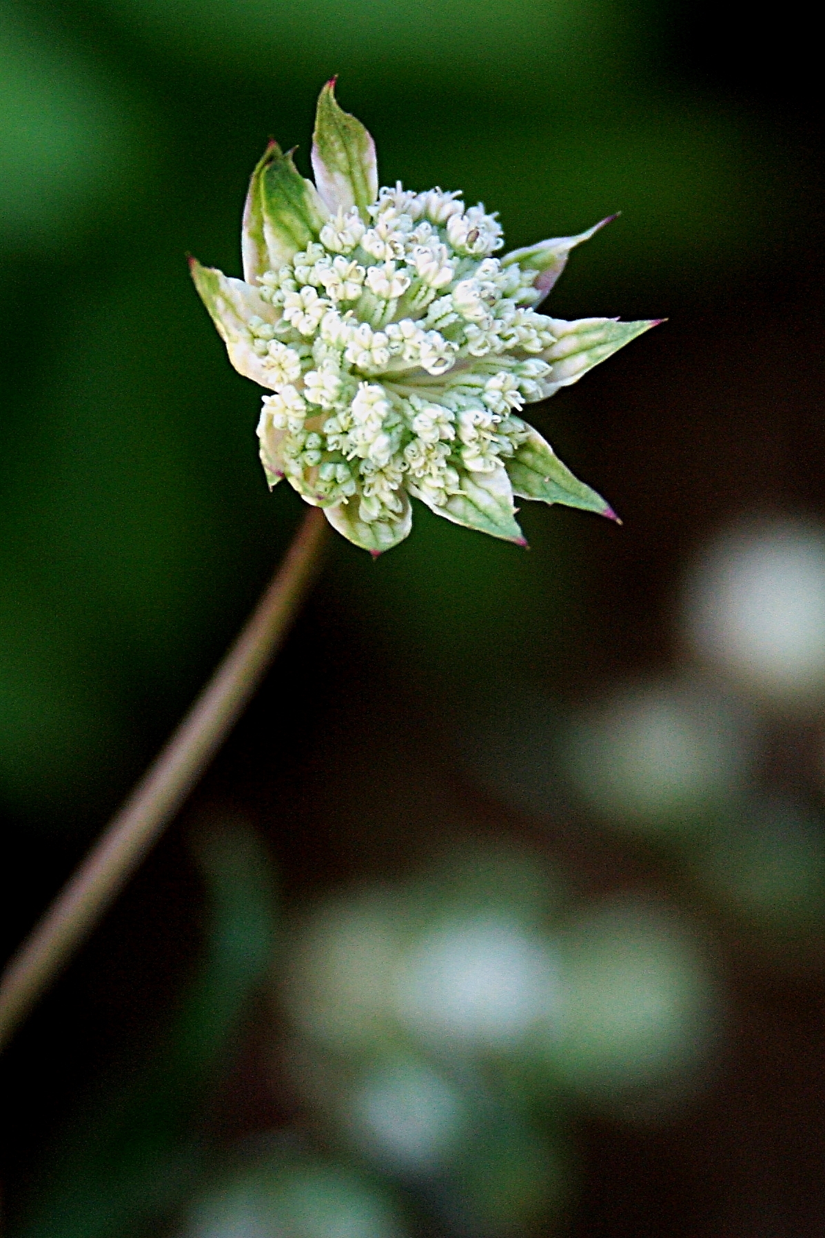 Astrantia minor (rights holder: Hedwig Storch)