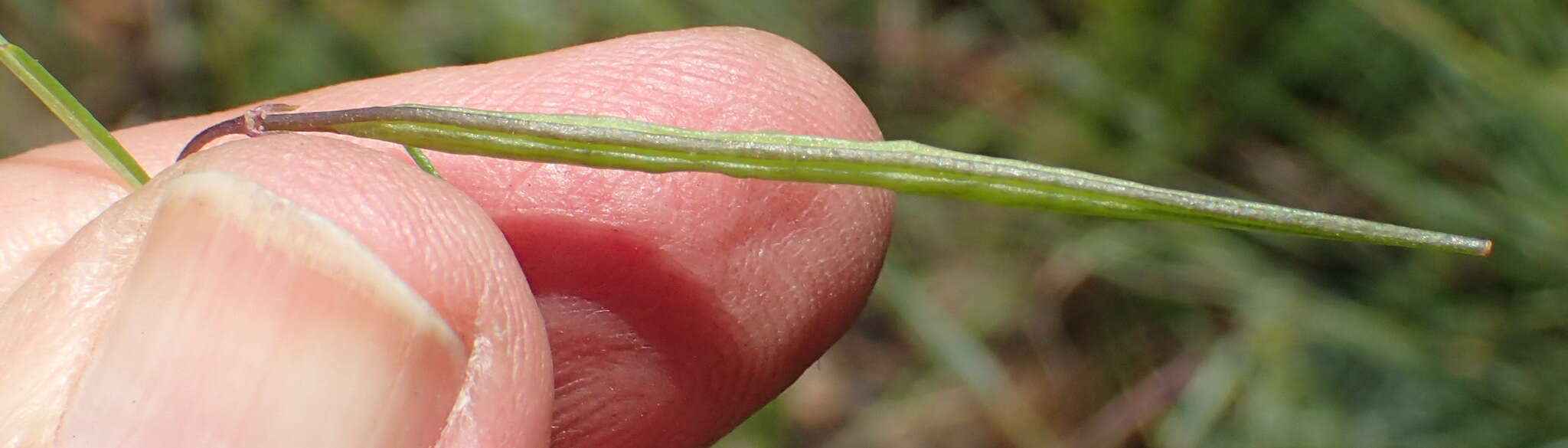 Image of Sieruela conrathii (Burtt Davy) Roalson & J. C. Hall