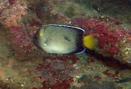 Image of Indian Yellowtail Angelfish