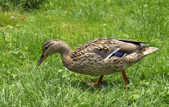 Image of Common Mallard