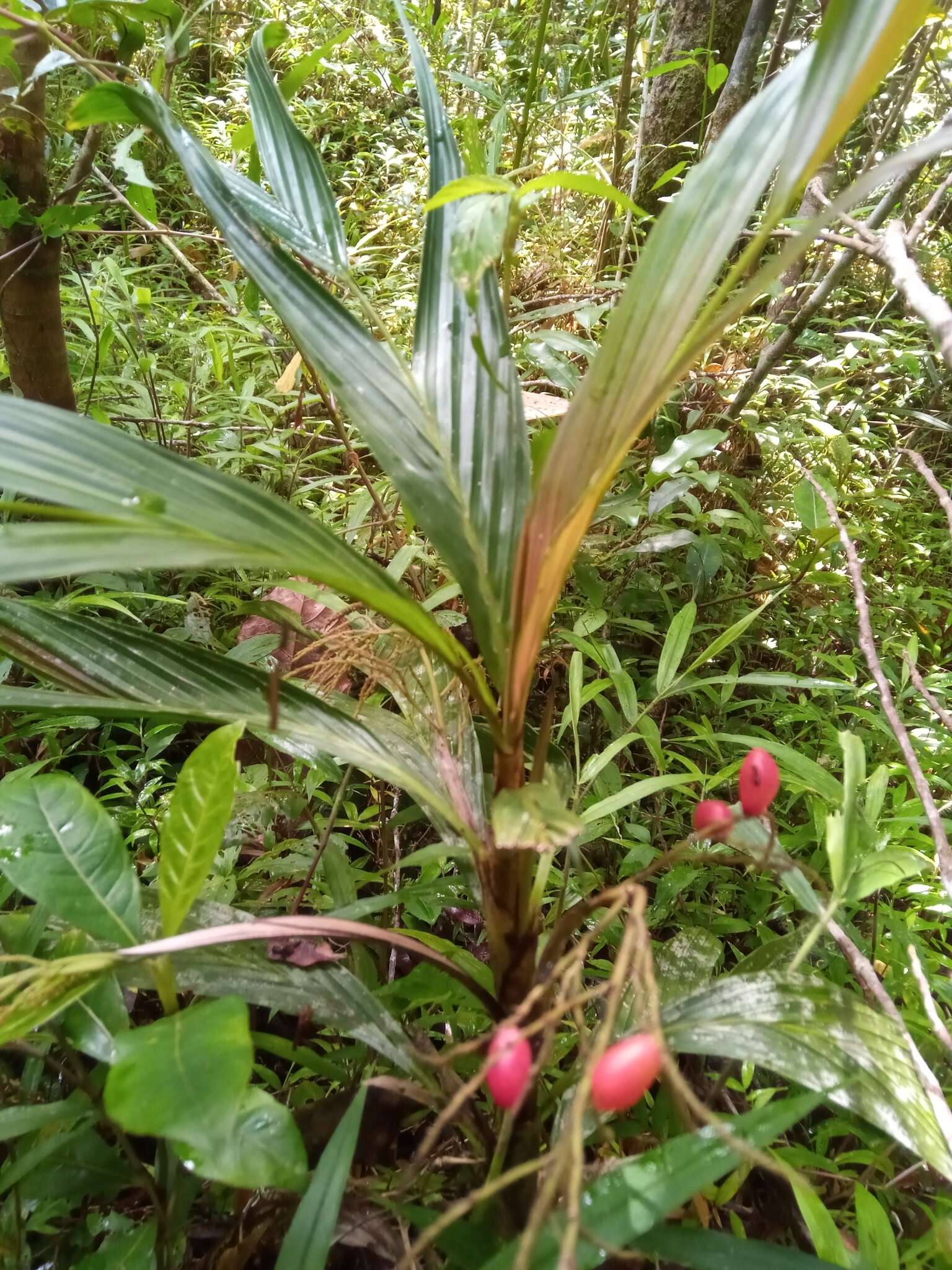 Image of Dypsis hildebrandtii (Baill.) Becc.