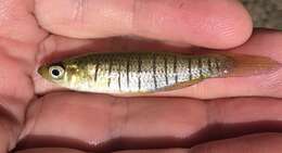 Image of Bayou Topminnow