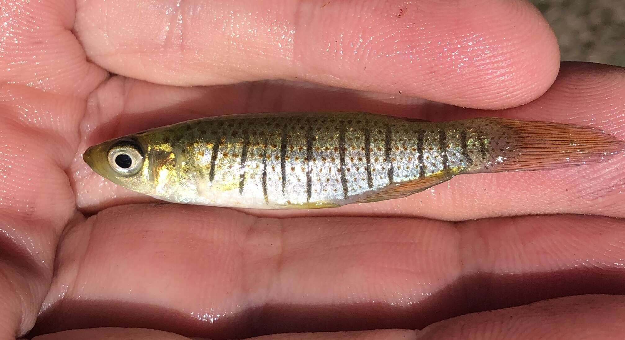 Image of Bayou Topminnow