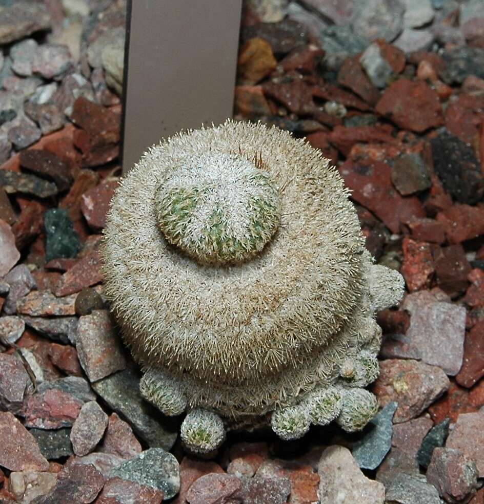 Image of Button Cactus