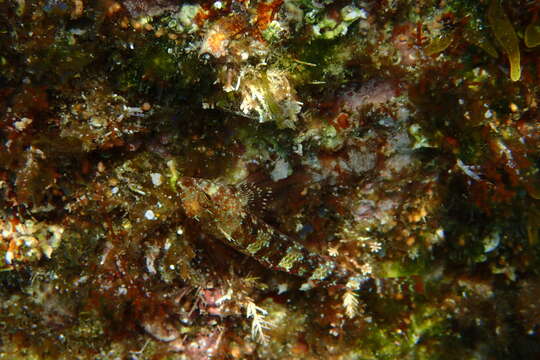 Image of Red-black triplefin