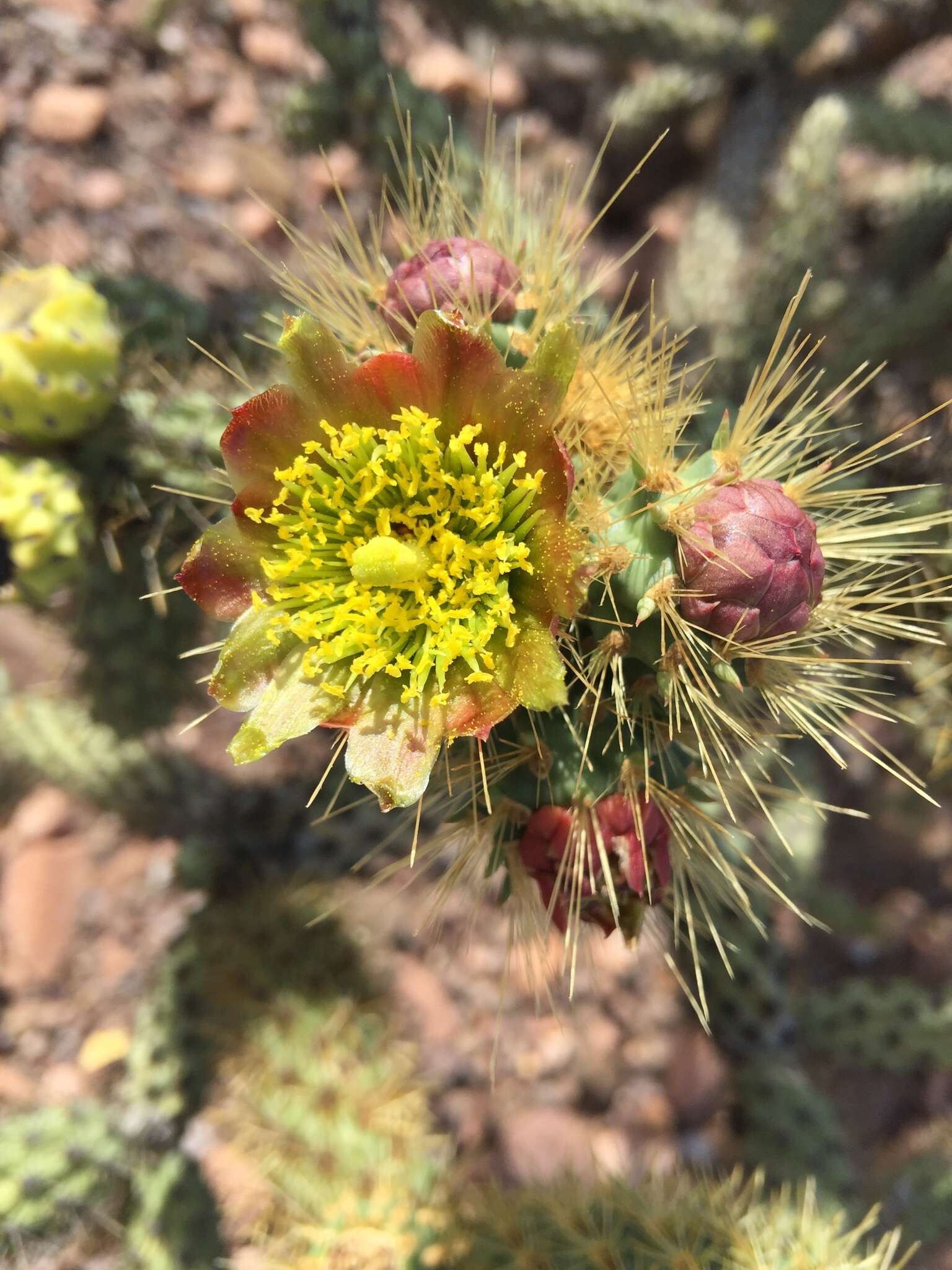 Image of Cylindropuntia alcahes var. burrageana (Britton & Rose) Rebman