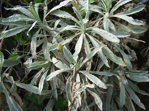 Image of Basket of Gold