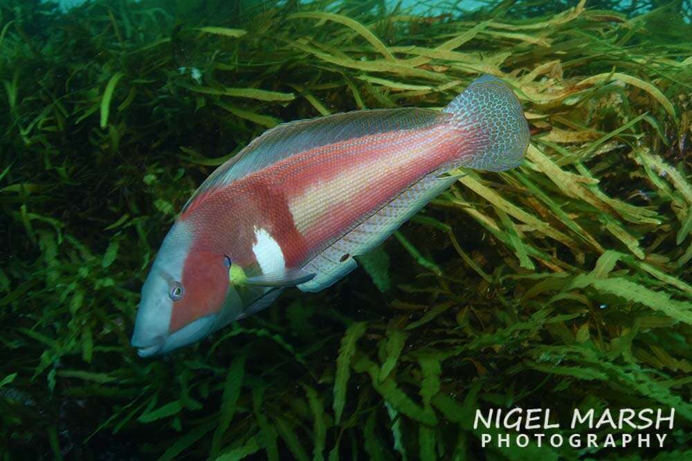 Image of King wrasse