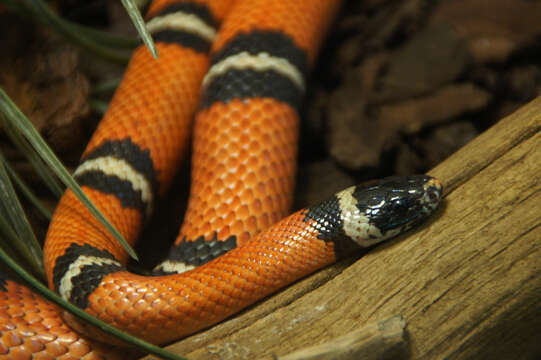 Image of Lampropeltis annulata Kennicott 1861