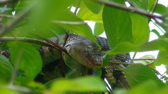 صورة Pantherophis vulpinus (Baird & Girard 1853)