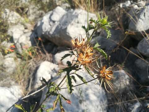 Image of desert rosemallow