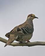 Image of Common Bronzewing