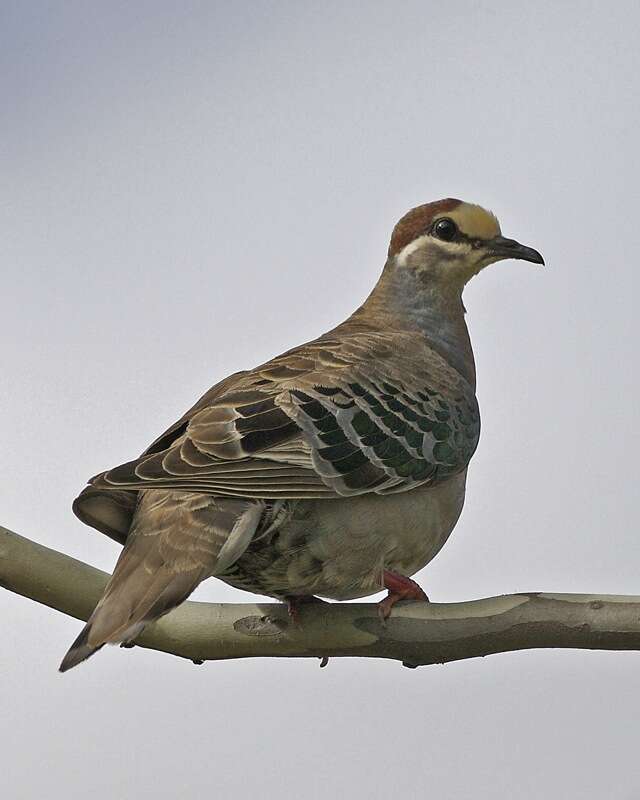 Image of Common Bronzewing