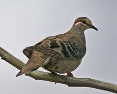 Image of Common Bronzewing