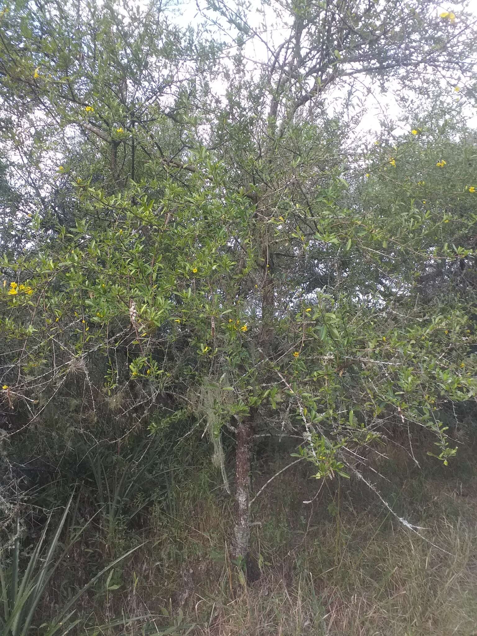 Image de Tabebuia nodosa (Griseb.) Griseb.