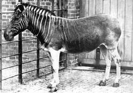 Image of zebra