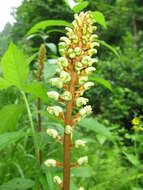 Image of Tall Gastrodia