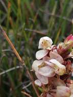 Image de Disa linderiana Bytebier & E. G. H. Oliv.