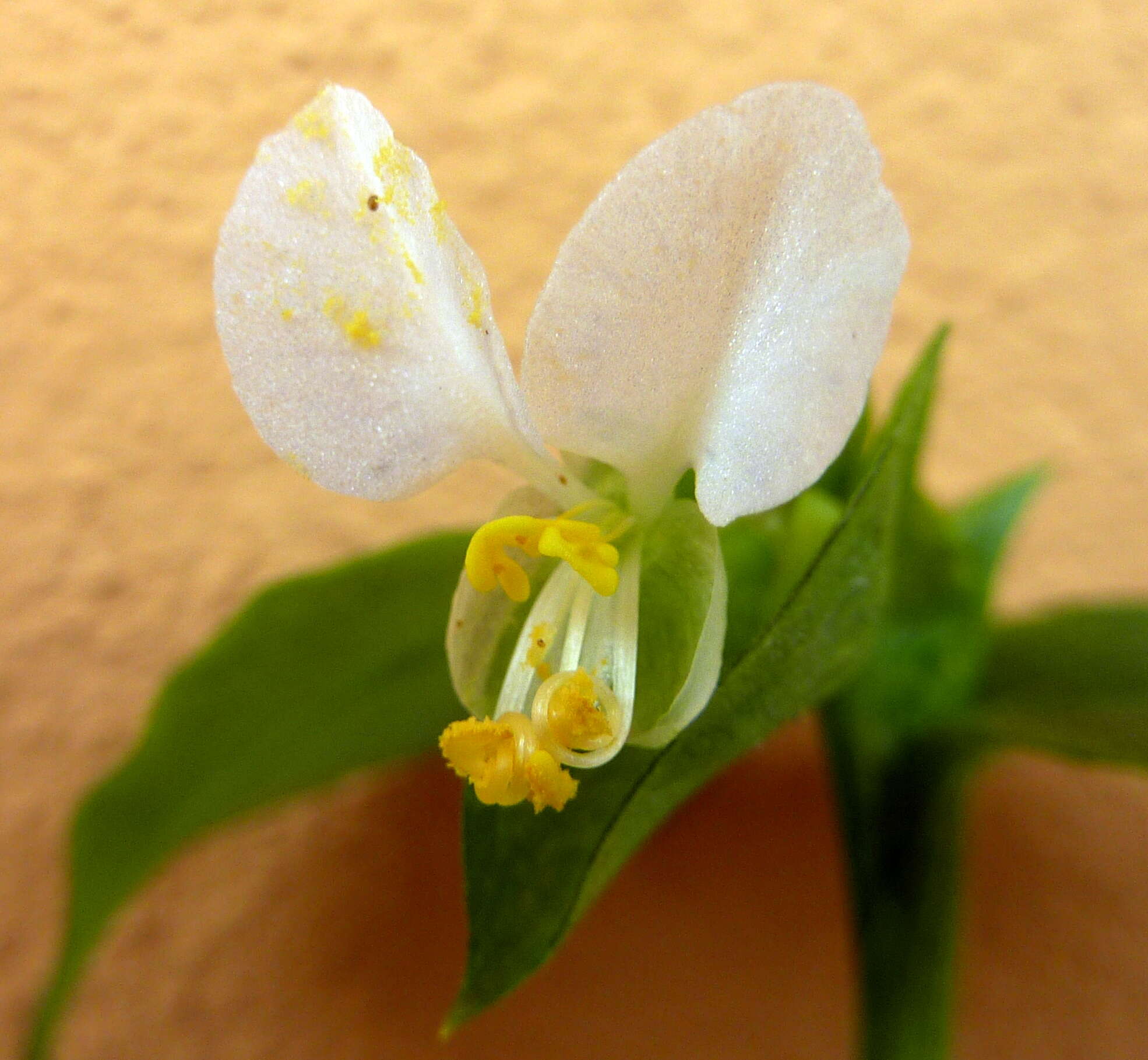 Image of Asiatic dayflower