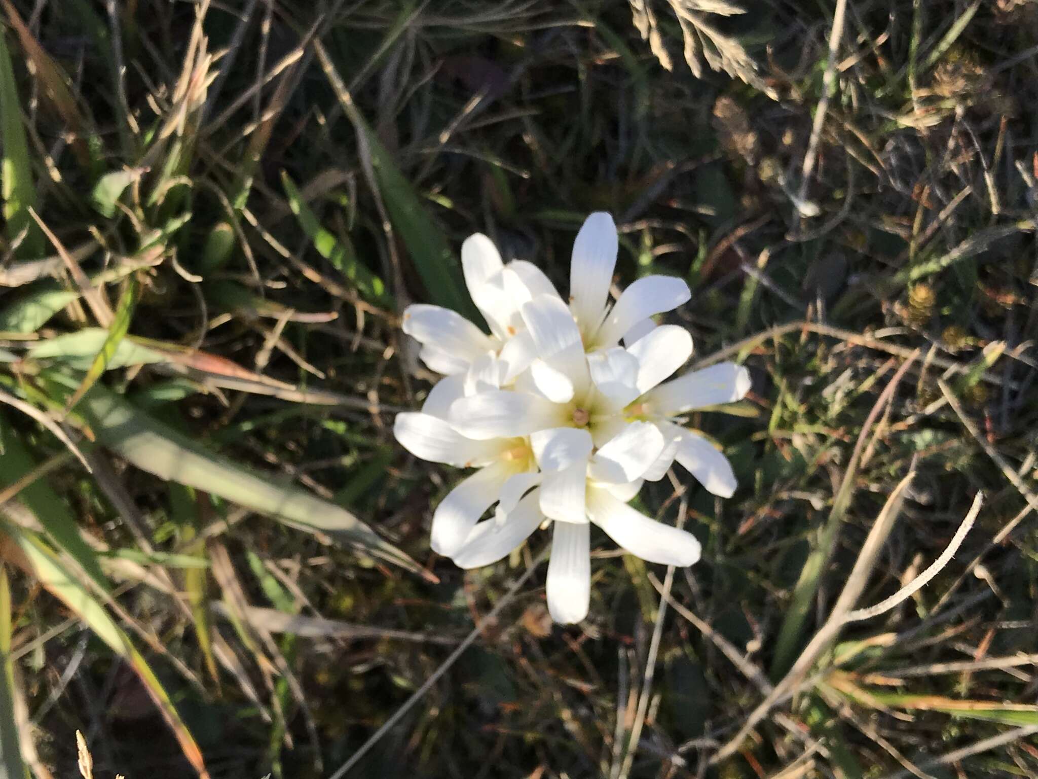 صورة Gentianella corymbifera subsp. gracilis Glenny