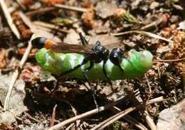 Image of Sphecini Latreille 1802