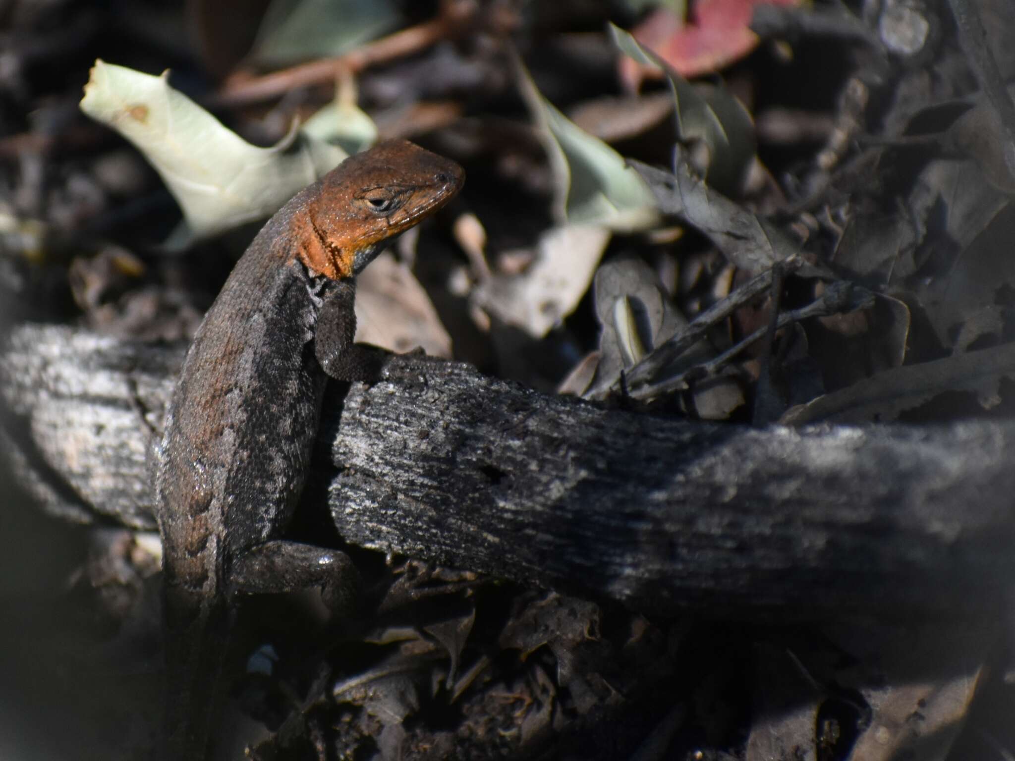 Image of Bluebelly Lizard