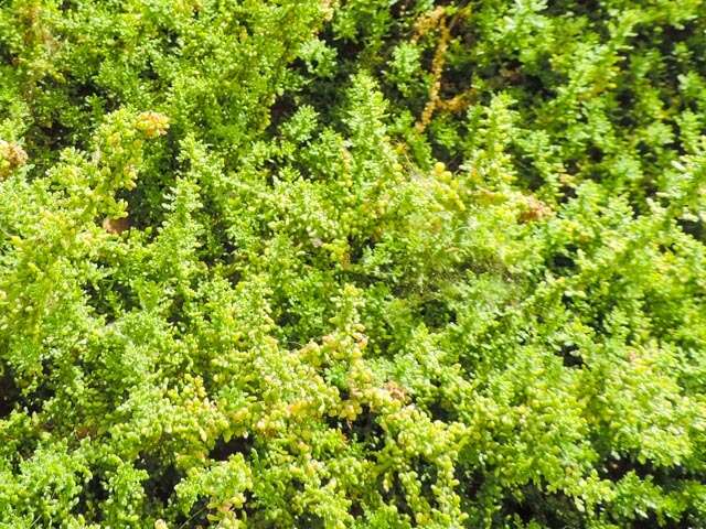 Image of cutleaf goosefoot