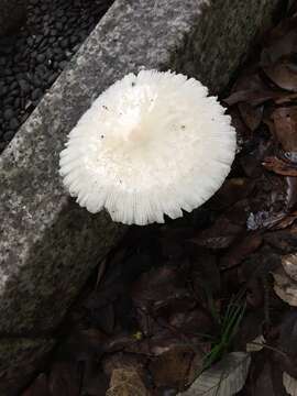 Plancia ëd Amanita imazekii T. Oda, C. Tanaka & Tsuda 2001