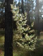 Imagem de Calamagrostis epigejos (L.) Roth