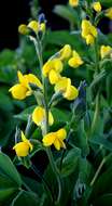 Image of Russian milkvetch