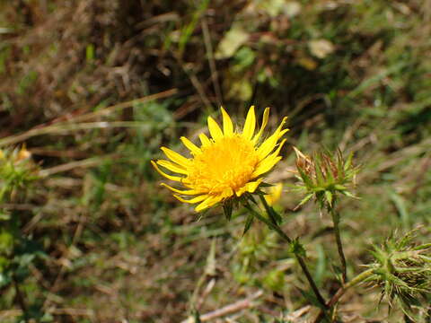 Image of Berkheya bergiana Soderb.