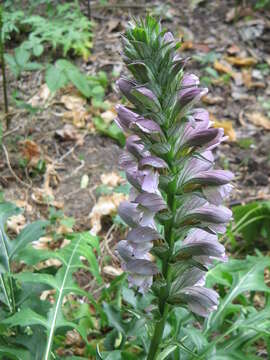 Image of Acanthus hungaricus (Borbás) Baenitz