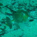 Image of Blue boxfish