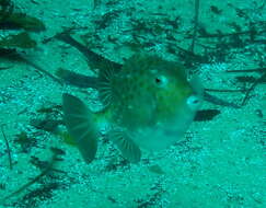 Image of Blue boxfish