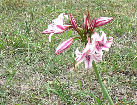 Image of Crinum lineare L. fil.