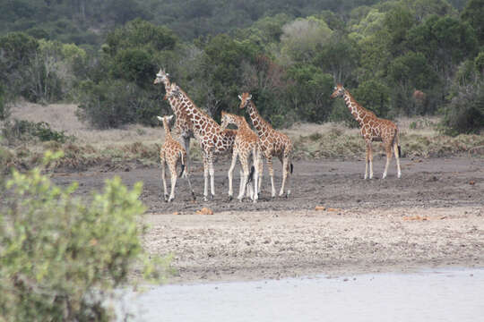 Plancia ëd Giraffa reticulata de Winton 1899