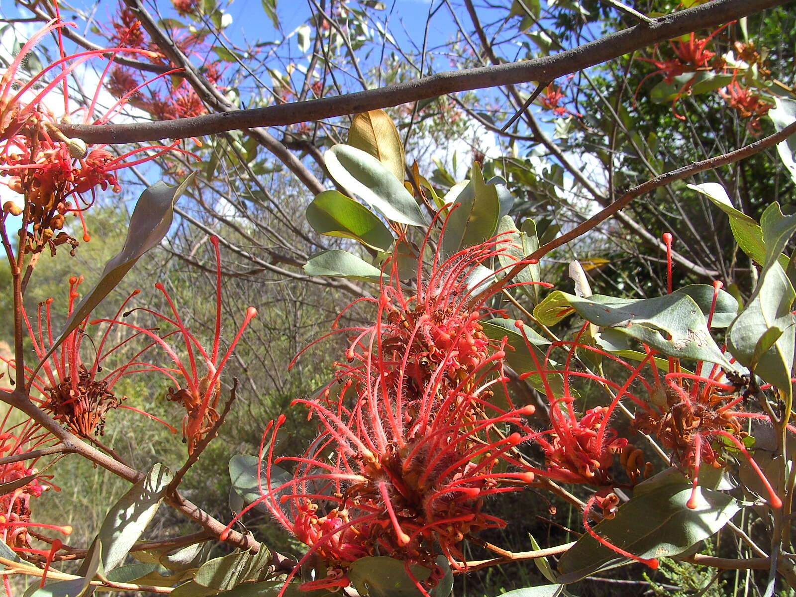 Imagem de Grevillea decora Domin