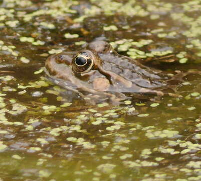 Image of Balkan Water Frog