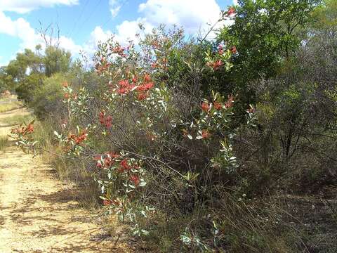 Imagem de Grevillea decora Domin