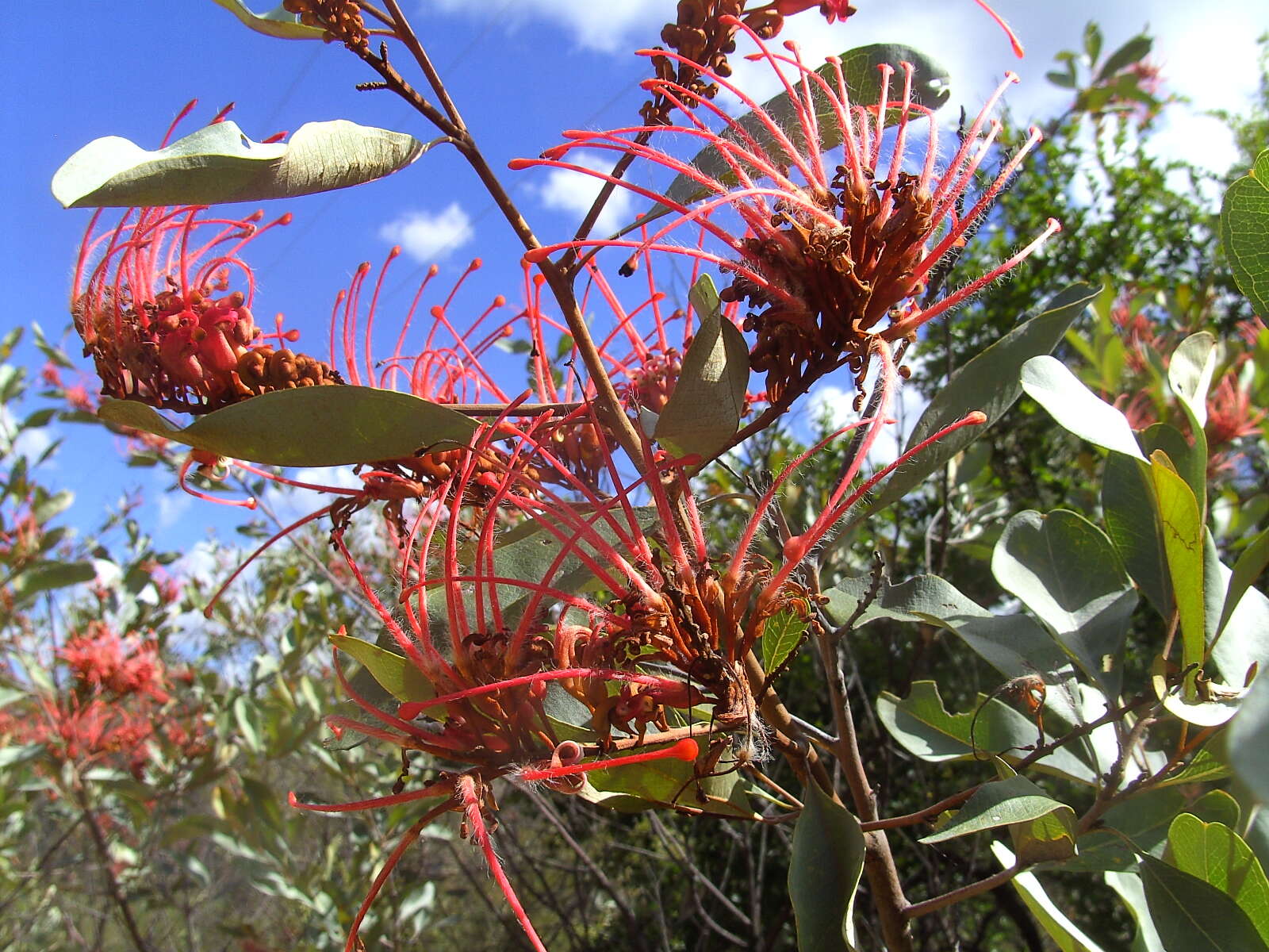 Imagem de Grevillea decora Domin