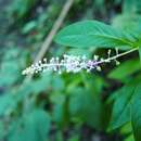 Image of Venezuelan pokeweed