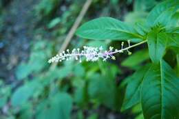 Image of Venezuelan pokeweed