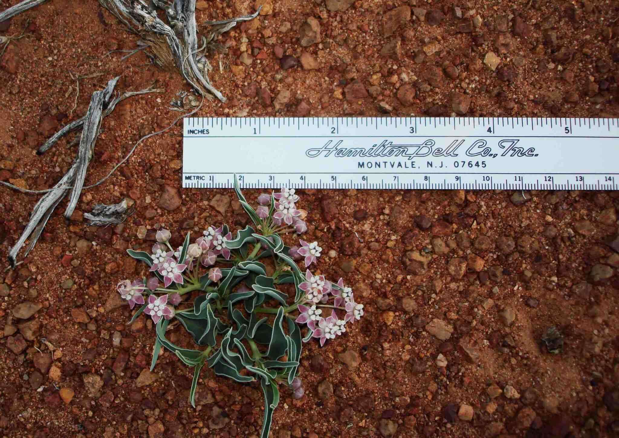 Asclepias uncialis Greene resmi