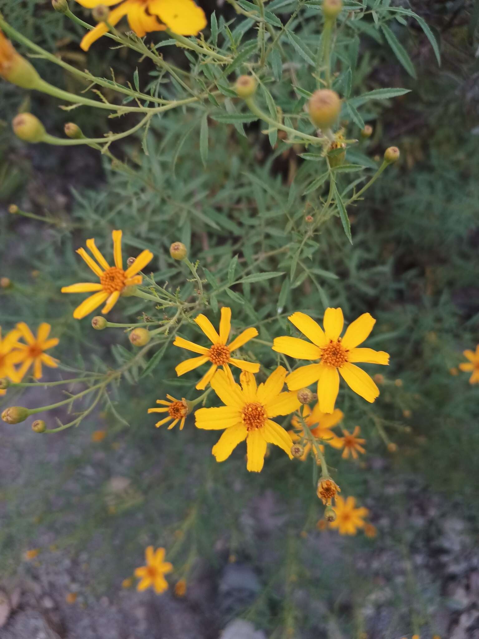 Слика од Tagetes palmeri A. Gray